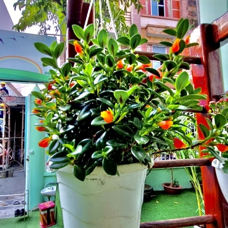 Viện Dưỡng Lão Ngôi Nhà Ấm Áp